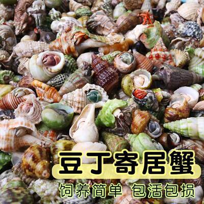 摆摊批发寄居蟹懒人迷你宠物豆丁灰白独立盒装赏蟹陆生蟹儿童礼物