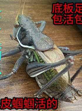 蝈蝈活鸣虫新脱活虫超大铁皮叫蝈蝈天津绿大肚翡翠平谷冬蝈蝈茶宠