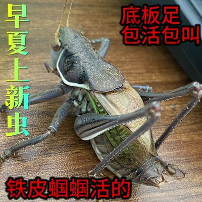 蝈蝈蝈蝈笼爬宠活物鸣虫