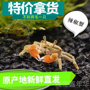 辣椒蟹小螃蟹小鱼螺摆摊货相手蟹乌龟相守蟹观赏鱼将军蟹活体宠物
