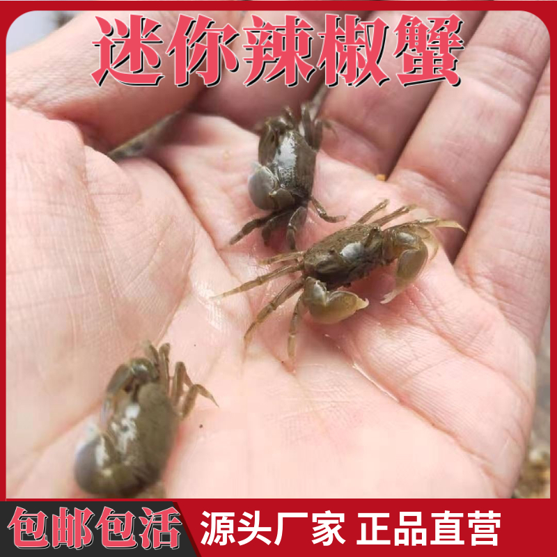 辣椒蟹迷你活体观赏淡水宠物