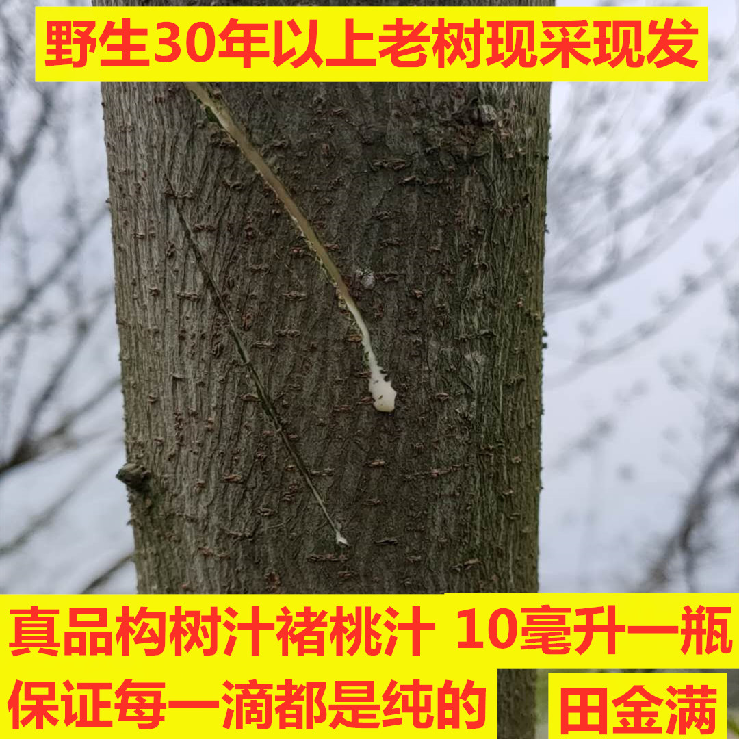 新鲜野构树汁液楮桃树汁液10m构树汁褚树原汁加冰冷藏发货包邮-封面