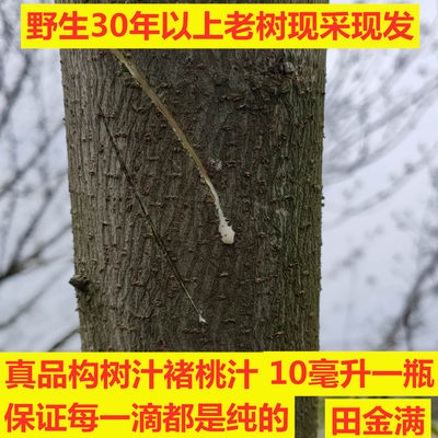 新鲜构树汁褚桃树汁构树汁液新鲜