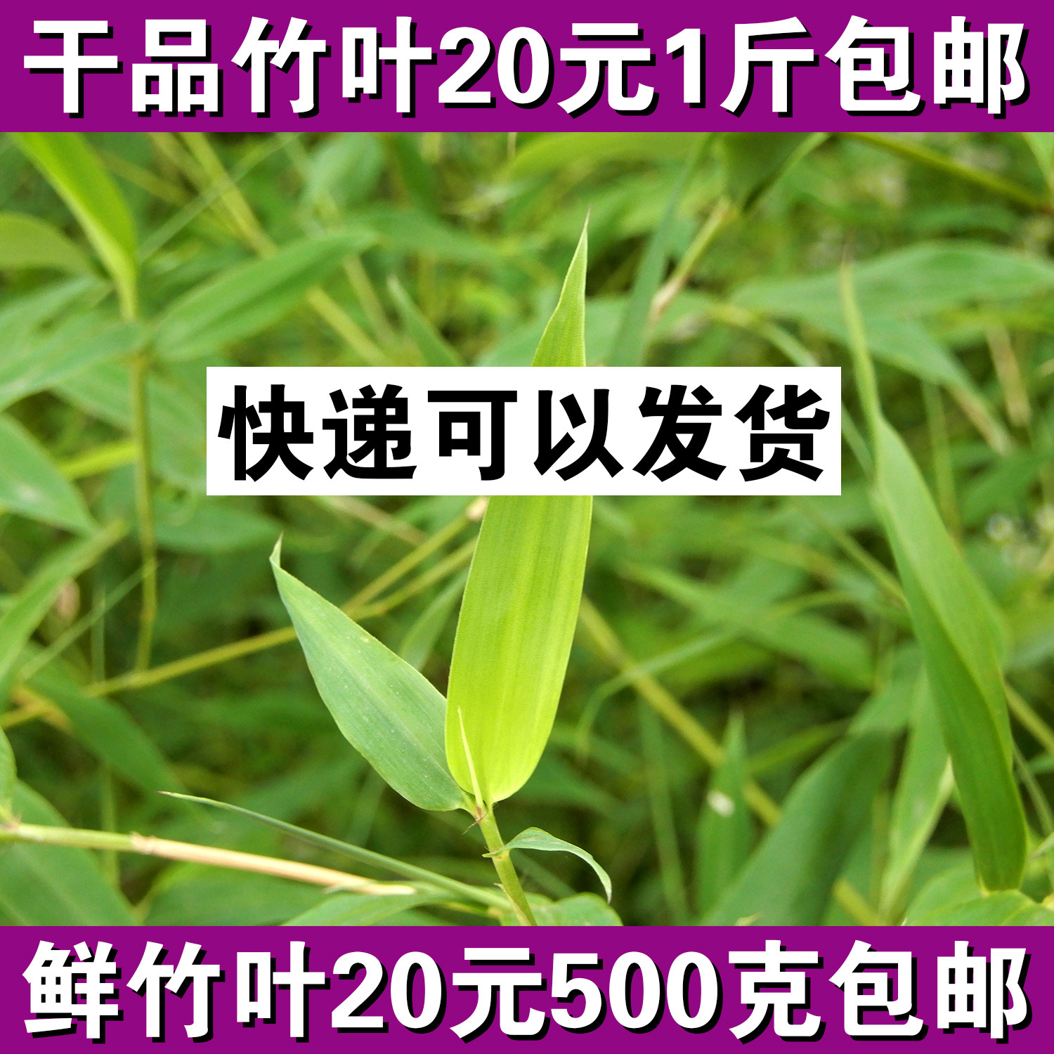 新鲜竹子叶山竹叶中草 竹叶现采晒干青竹叶 非淡竹叶石竹叶包邮