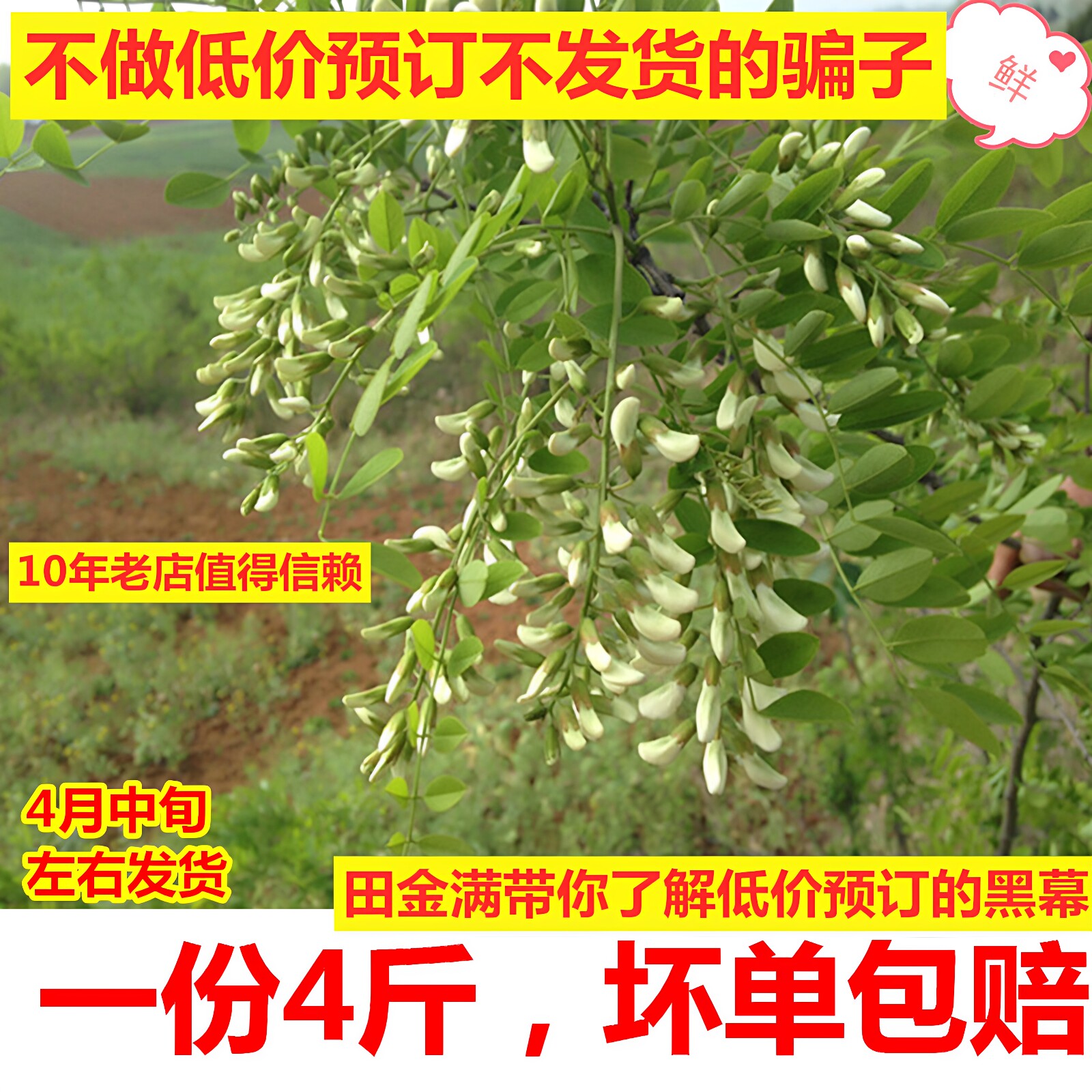 26年新鲜洋槐花山村杨槐花骨朵刺槐米野菜新鲜槐花槐树菜农家