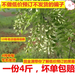 河南槐花新鲜现摘花苞花骨朵洋槐花2026年农家时令野菜蒸菜包邮