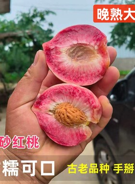 晚熟个大 正宗泌阳县马谷田镇朱砂红血桃现摘新鲜紫英桃应季