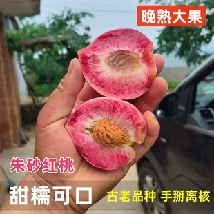晚熟个大 正宗泌阳县马谷田镇朱砂红血桃现摘新鲜紫英桃应季
