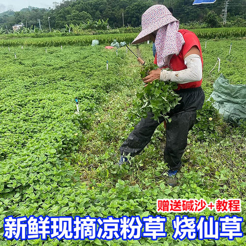 凉粉草广东茂名直邮新鲜现摘