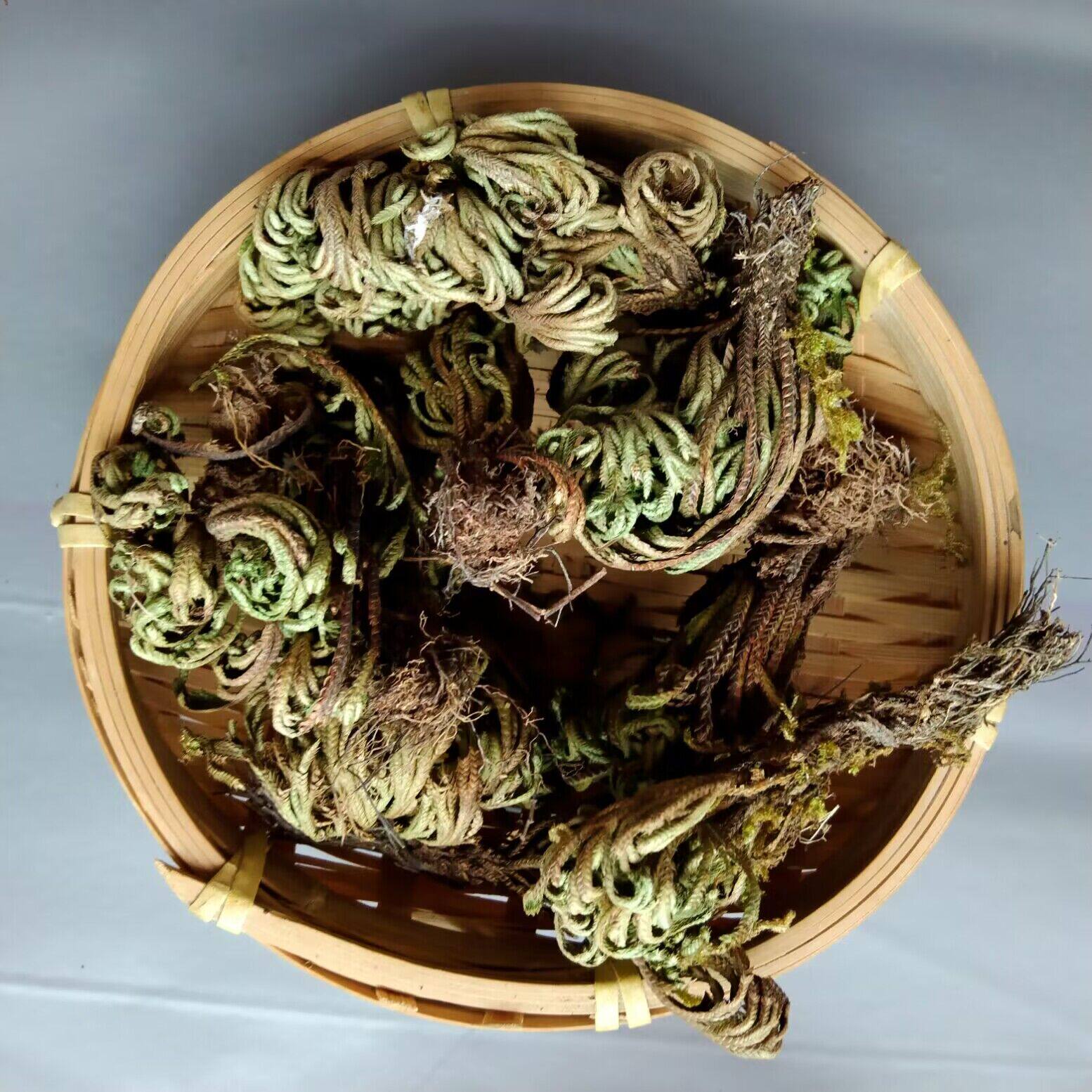 倪海厦老师推荐中药材生卷柏 熟卷柏 万岁 500克包邮 炙卷柏 包邮