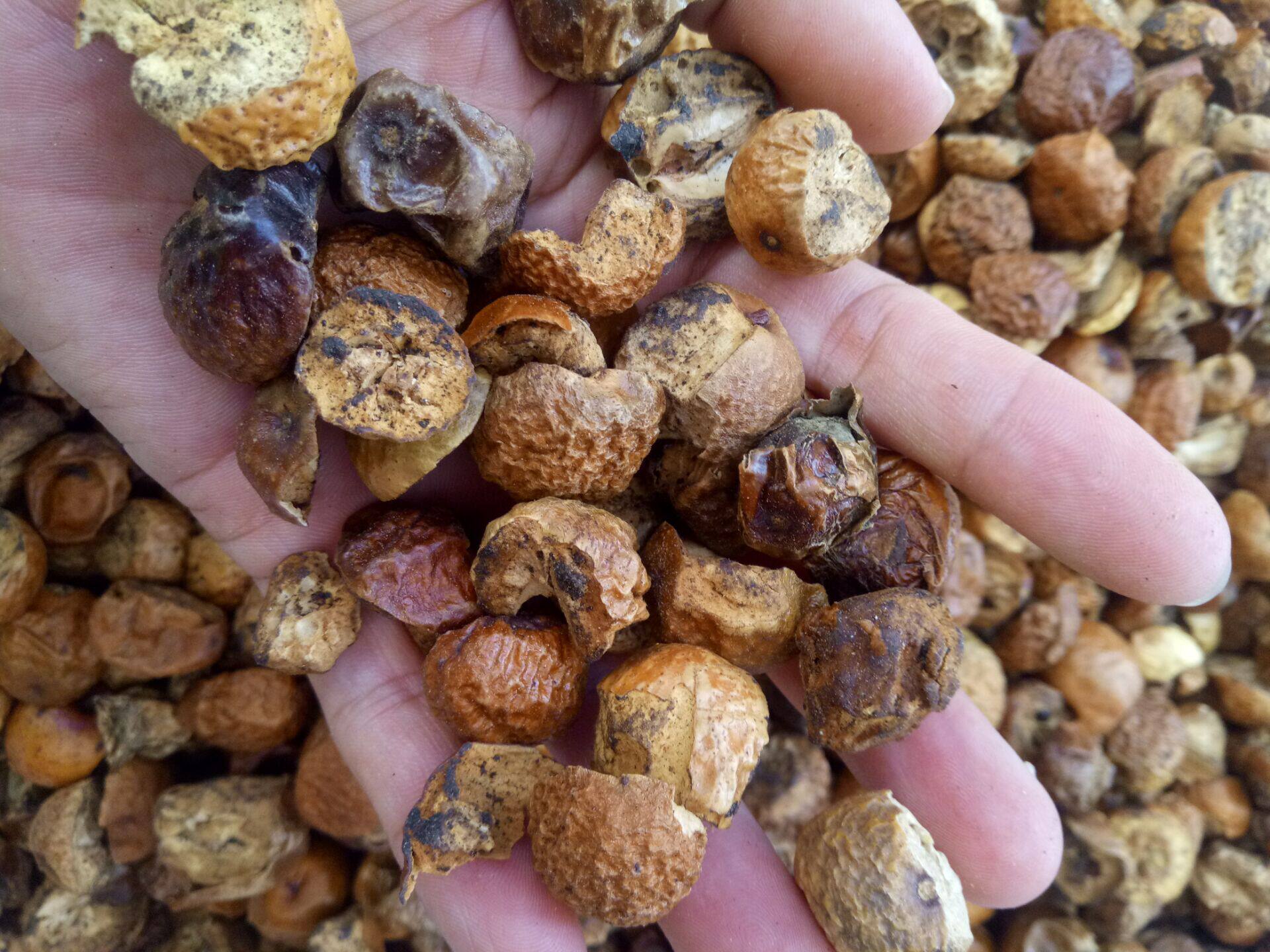 中药材 川楝子 苦楝子 楝实 金铃子纯天然散装新货 500克8元