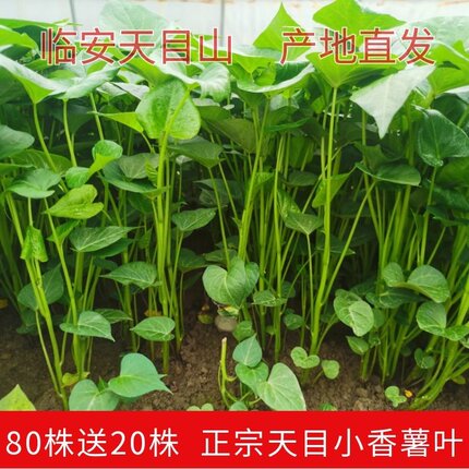 临安天目山小香薯叶红薯藤新鲜蔬菜地瓜板栗番薯尖苗叶红苕山芋