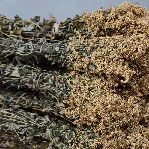 天目山六月霜茶清凉解暑凉茶花草茶刘寄奴草