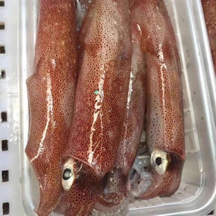 福建东山海鲜冷冻鱿鱼母管400g带饭母管70%有籽管灯照6件顺丰 包邮