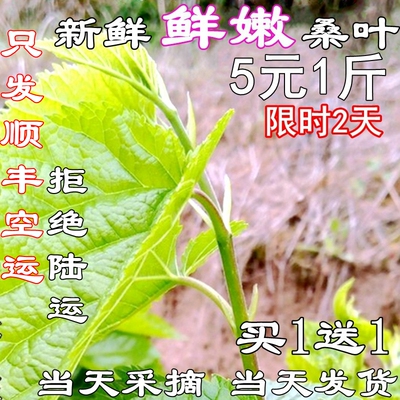 新鲜桑叶蚕宝宝食物嫩桑叶