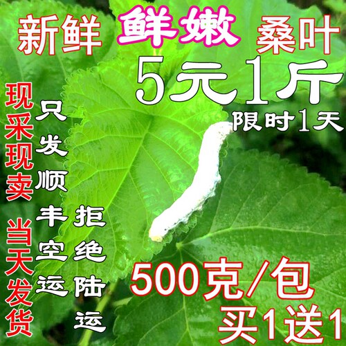 现采鲜嫩嫩桑叶顺丰速发