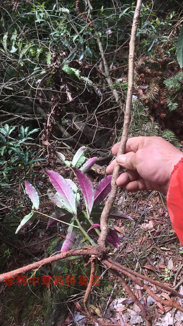 野外中草药材紫叶朱砂根大小罗伞 血凉伞散血丹 万两金现挖