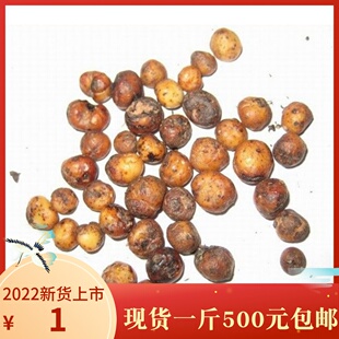 新鲜野外地下明珠落地珍一粒金丹陈伤子吸吊石草光鄂茅膏菜根种苗