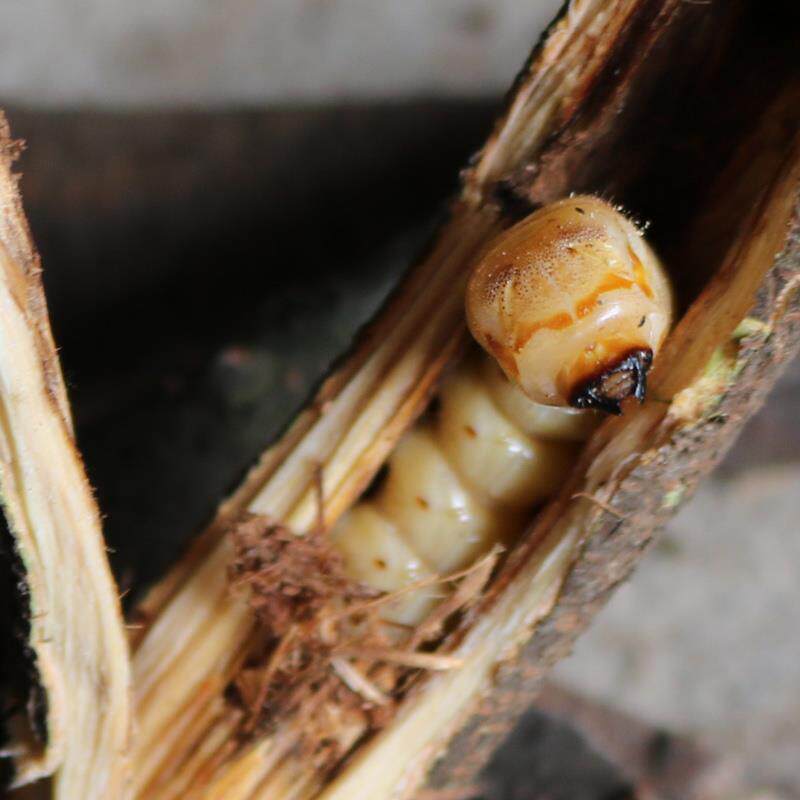 50条瓦烤制斗米虫/倒督黄狼虫/黄寮狼虫/云实蛀虫/黄牛刺虫