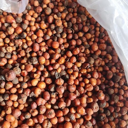 一斤新鲜地下明珠一粒金丹落地珍珠陈伤了茅膏菜根