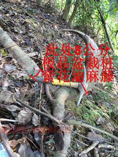 常绿油麻藤花苗/禾雀花苗/金黄花油麻藤苗紫藤树苗老桩现挖现采