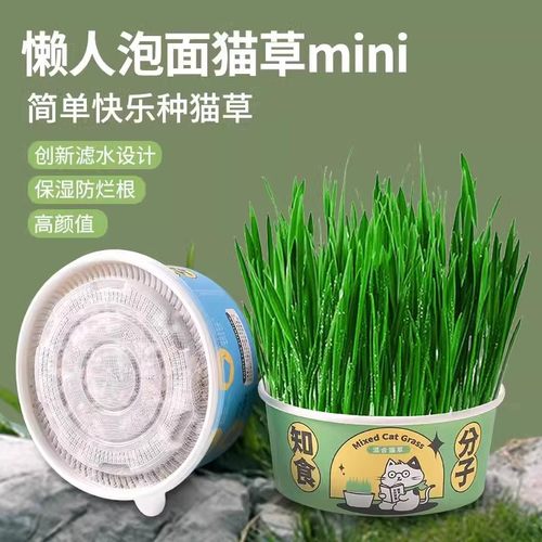 泡面猫草懒人自种培育盆栽