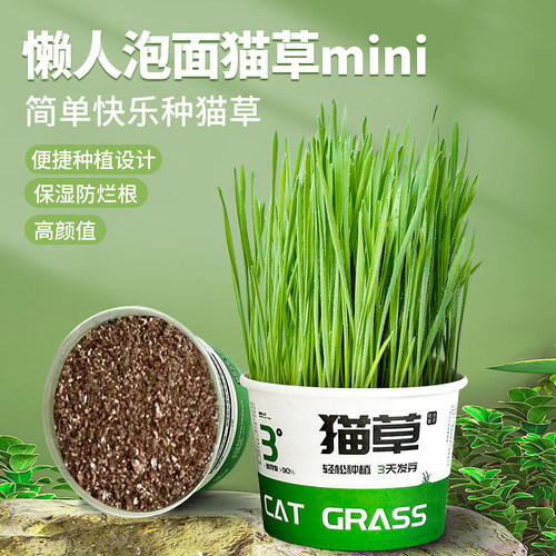 懒人泡面猫草盆栽猫草种子天然