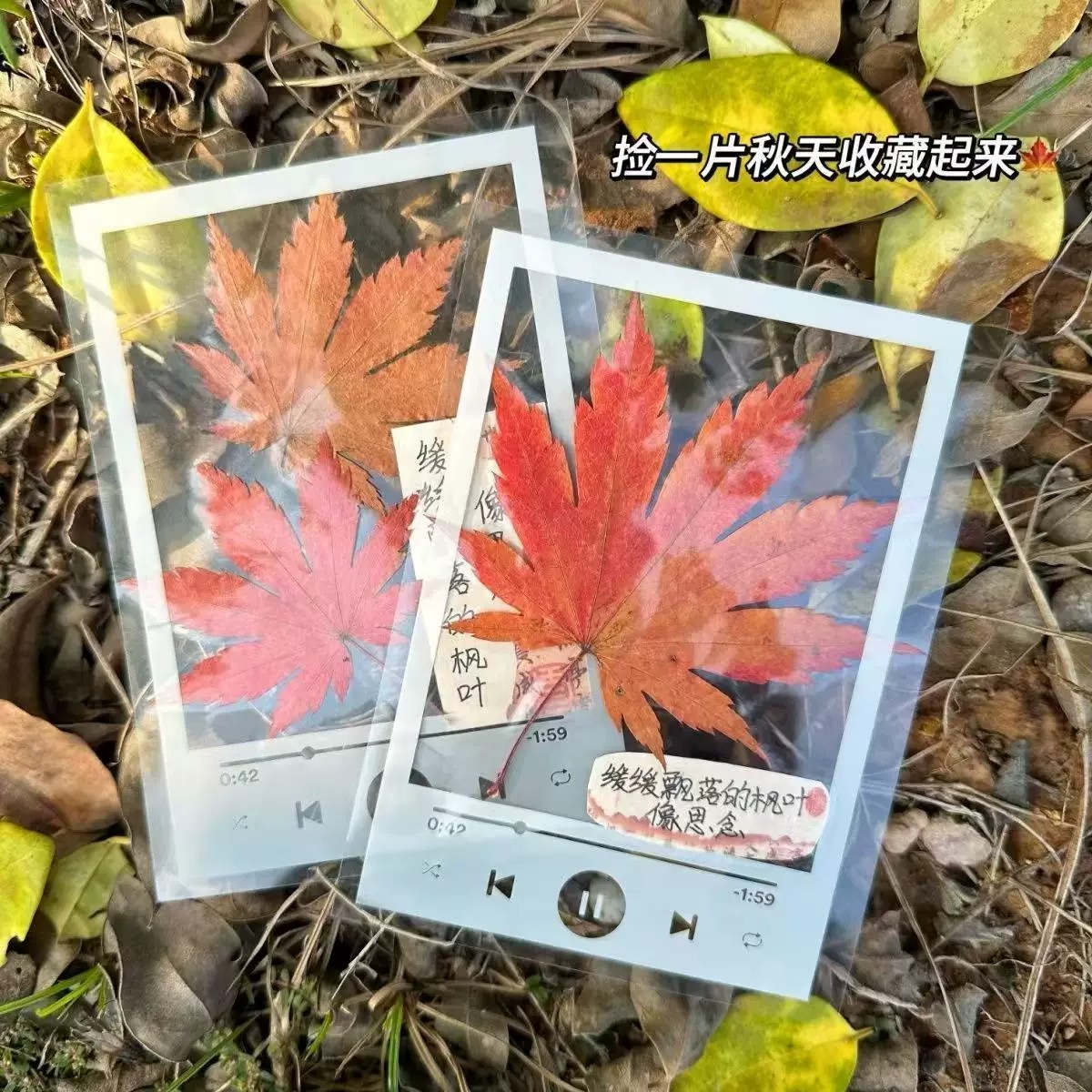 透明树叶塑封膜干燥花书签DIY