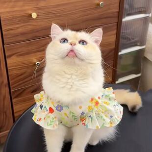 猫咪衣服春秋季薄款防掉毛背心布偶猫蓝猫暹罗猫不沾毛公主风裙子