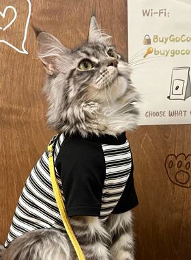 猫咪衣服公猫帅气蓝猫暹罗猫缅因猫小猫狸花猫银渐层豹猫橘猫冬装