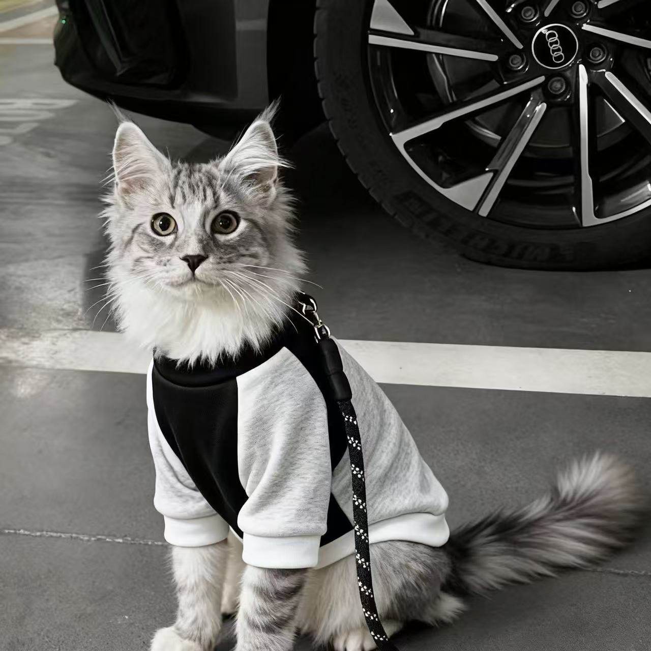 公猫帅气猫咪衣服蓝猫暹罗猫缅因猫小猫狸花猫银渐层豹猫橘猫冬装