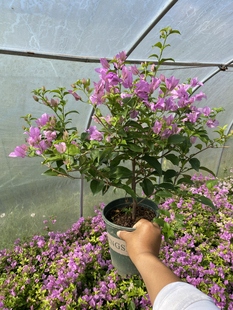 巴西紫三角梅软枝条