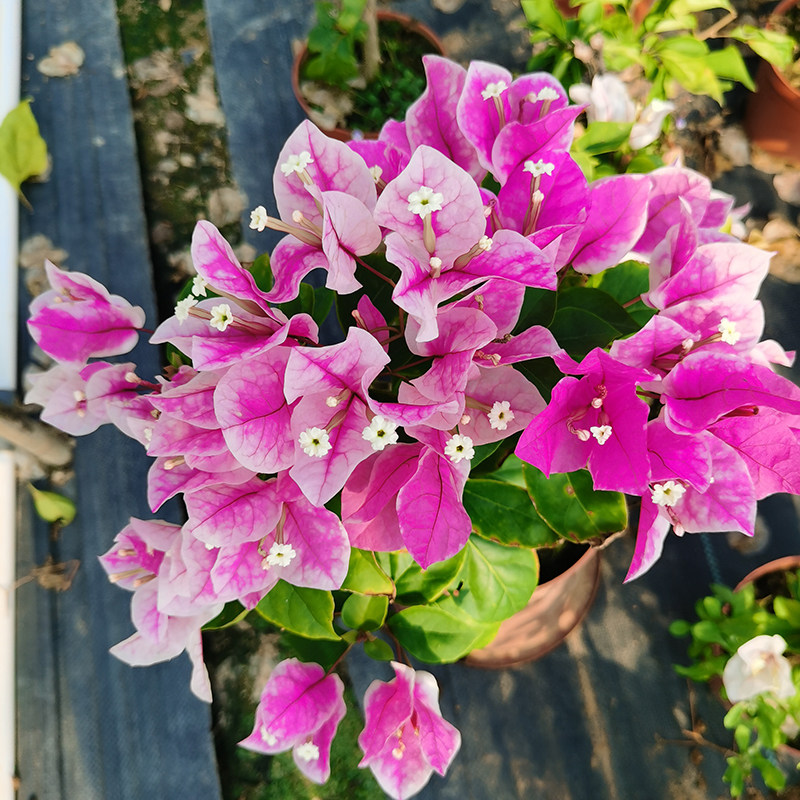 三角梅漳州红樱盆栽带花爬藤庭院植物老桩多色花卉四季开花不断