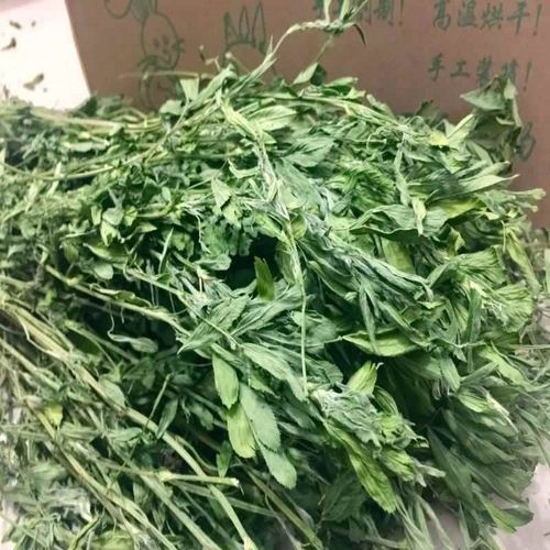 Alfalfa hay immature rabbit food guinea pigs totoro duchemin