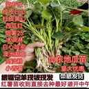 山东正宗红薯苗地瓜苗烟薯25蜜薯苗地瓜种植紫薯苗100棵 包邮