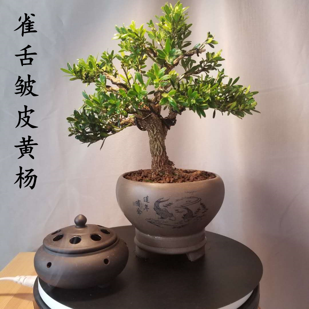 雀舌黄杨老桩盆景 皱皮黄杨 雀舌皱皮