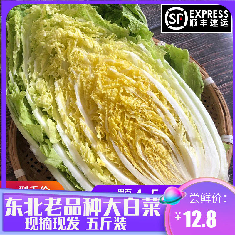 东北大白菜农家自种新鲜蔬菜老品种腌酸菜包饭叶产地直销整棵五斤
