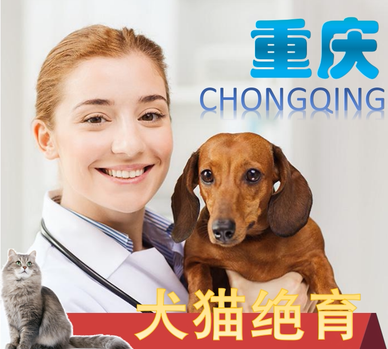 重庆绝育上门重庆公猫母猫公犬母犬绝育手术上门重庆公猫咪绝育