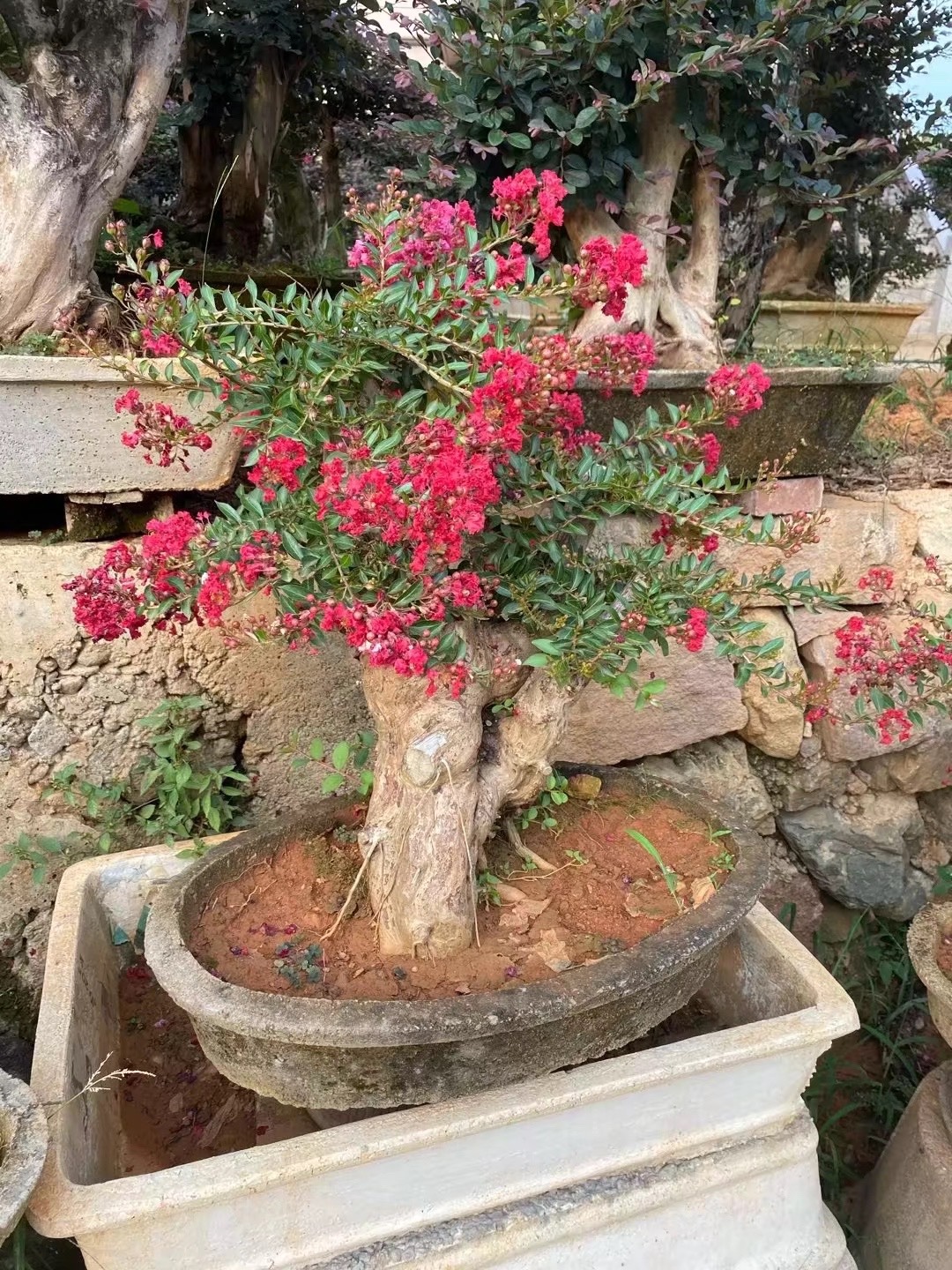 红花紫薇盆景老桩百日红阳台盆栽庭院别墅火箭红夏开花绿植包邮