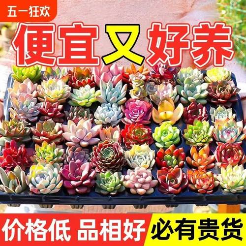 基地直发多肉植物组合套餐室内花卉植物盆栽肉肉植物种植组合