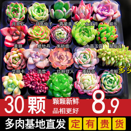 多肉植物室内盆栽小玉露肉肉精品花卉小苗绿植物大颗进口好养