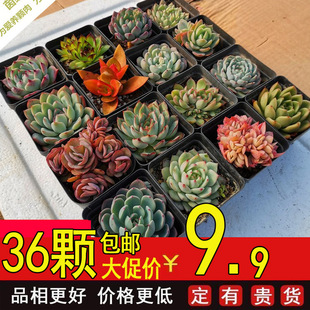 多肉植物大颗实惠套餐好养绿植组合套餐花盆栽室内花卉盆栽含盆土