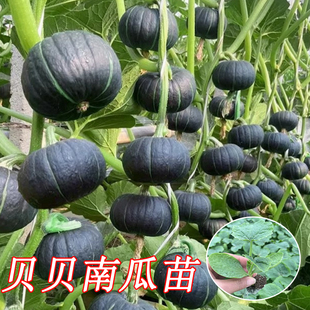 正品高产绿贝贝南瓜秧苗冬瓜苗阳台盆栽香甜粉糯蜜本南瓜苗蔬菜苗
