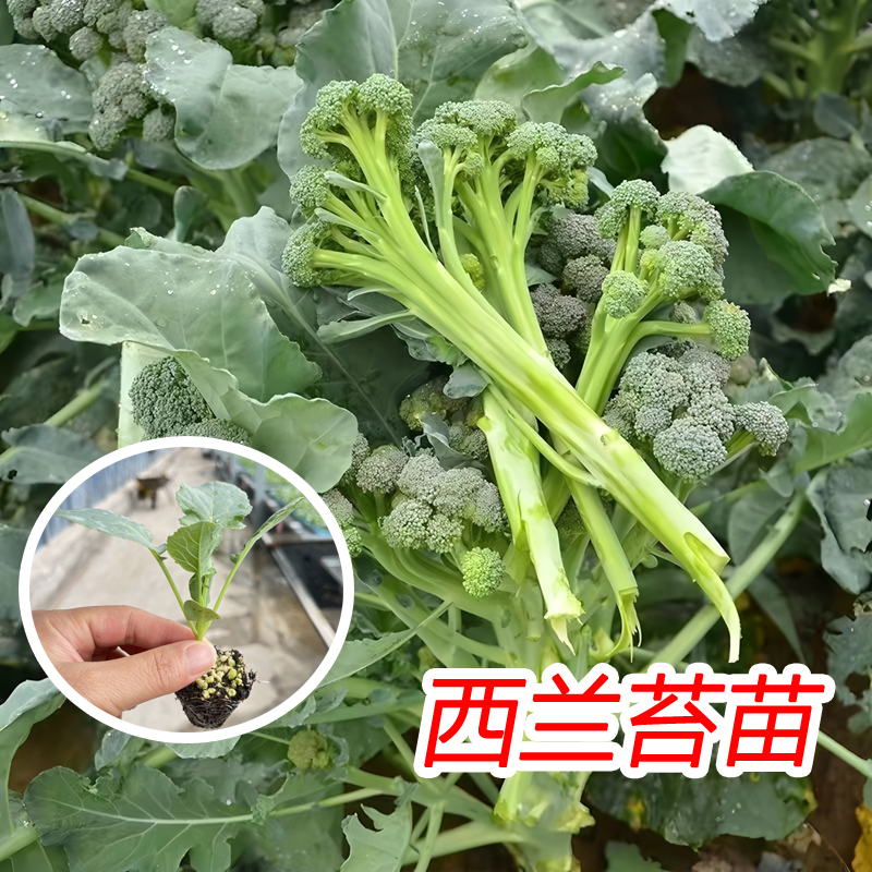 西兰苔秧苗西洋芥兰菜苔菜心幼苗