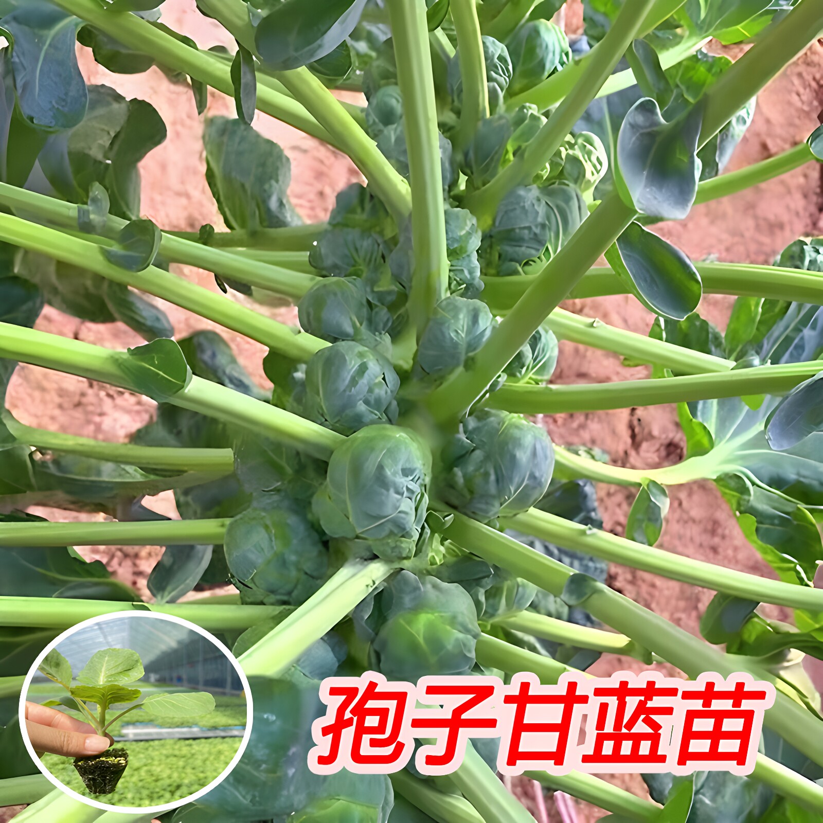 孢子甘蓝菜苗包心菜抱子甘兰小包菜紫色卷心菜高产正品蔬菜苗盆栽