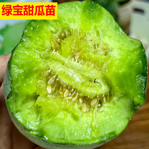 正品高产绿宝石甜瓜秧苗阳台盆栽