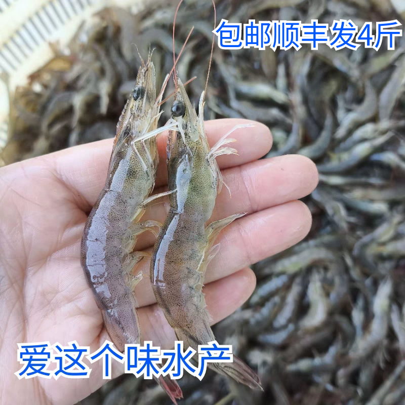 现货4斤顺丰国产淡水养殖南美白对虾速冻对虾40头50头商用包邮
