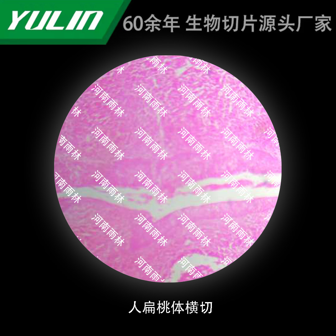 人扁桃体横切生物显微镜标本切片动物植物细胞载玻片观察实验高校