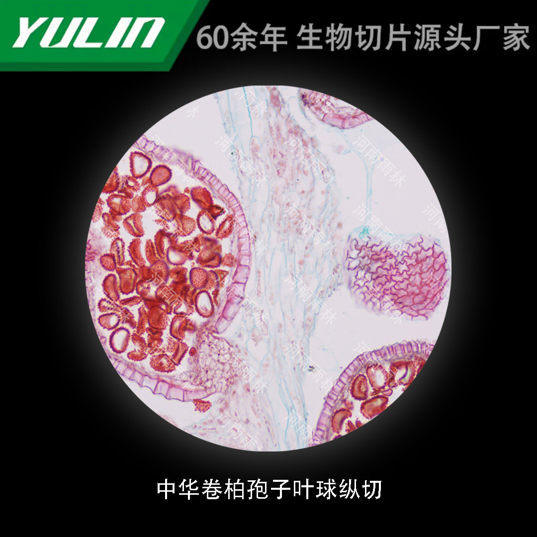 中华卷柏孢子叶球纵切生物标本切片动植物细胞载玻片观察实验高校