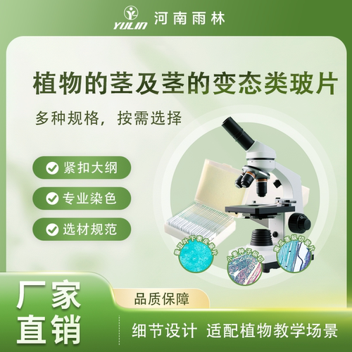 河南雨林双子叶茎显微玻片